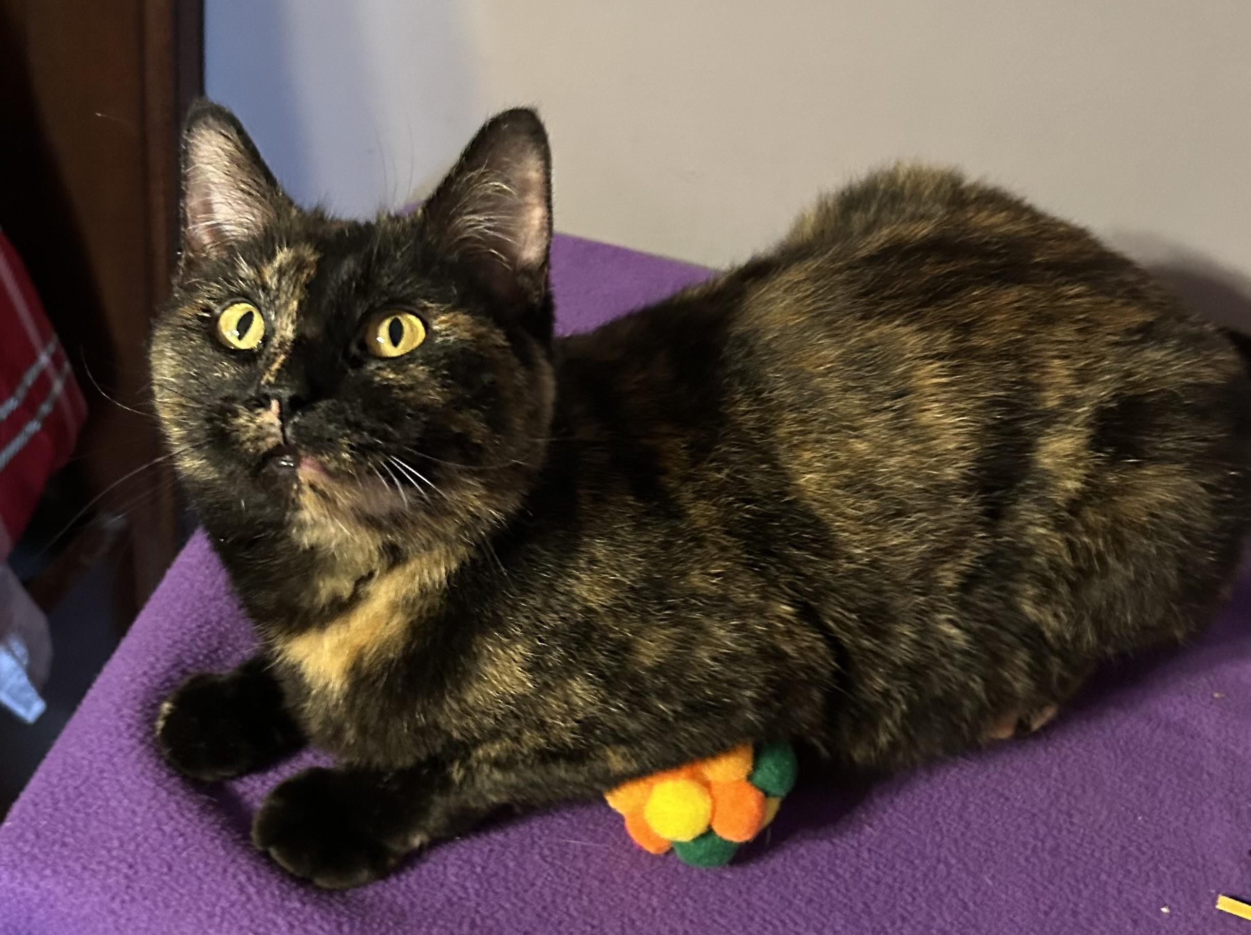 Lydia, Adoptable, Young Female Tortoiseshell.