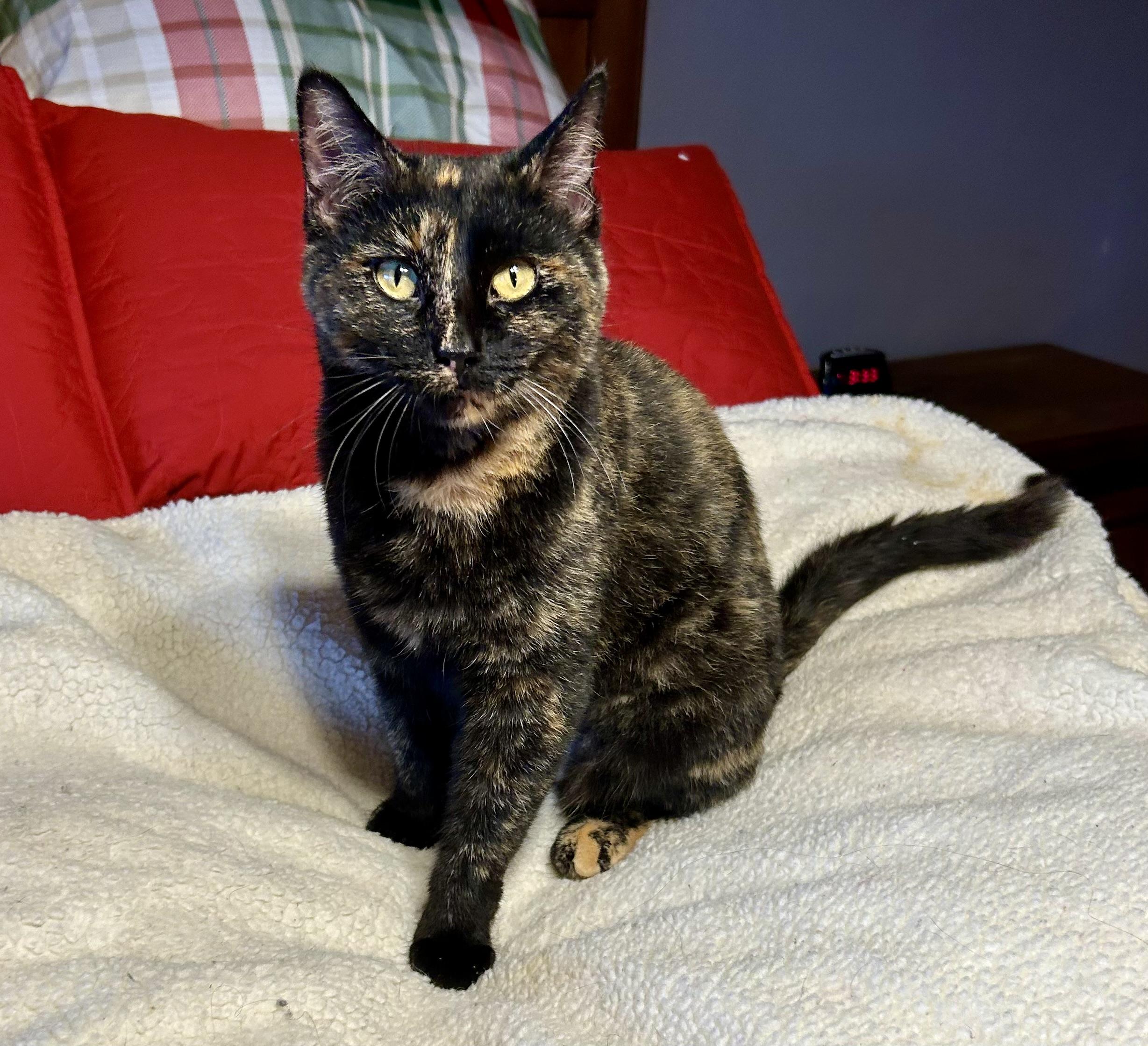 Lydia, a Adoptable Tortoiseshell in High Ridge, MO image 2/3