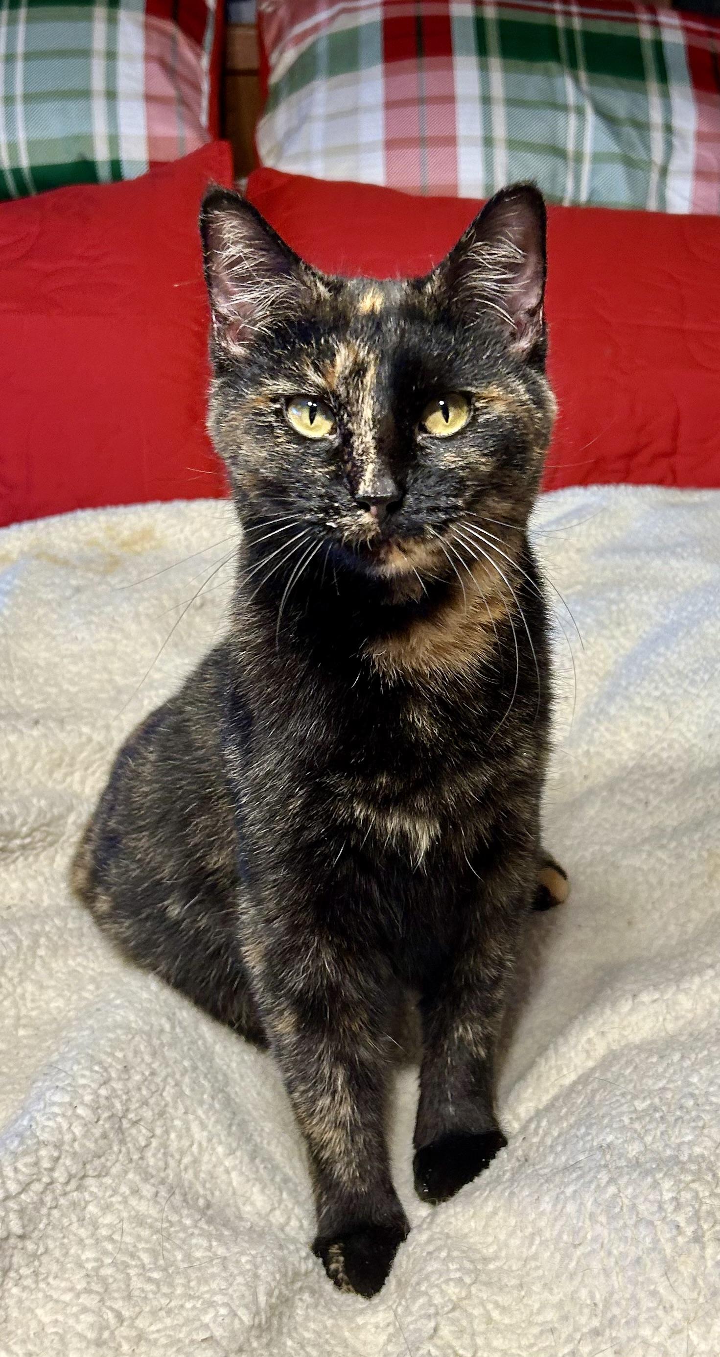 Lydia, a Adoptable Tortoiseshell in High Ridge, MO image 3/3