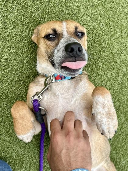 Pippy, a Adoptable mixed breed in Wichita, KS image 1/3