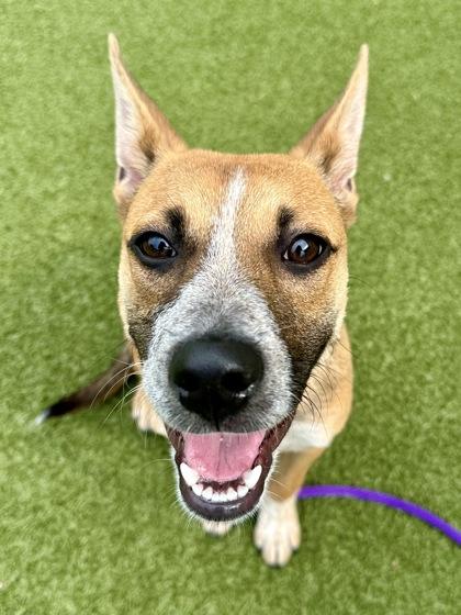 Pippy, a Adoptable mixed breed in Wichita, KS image 3/3