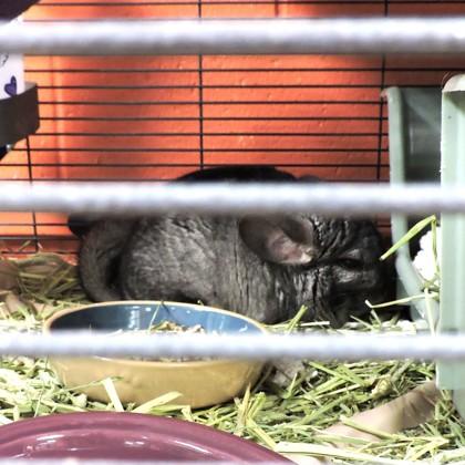 Bruce, Adoptable, Adult Male Chinchilla & Chinchilla.