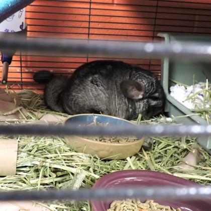 Bruce, Adoptable, Adult Male Chinchilla & Chinchilla.