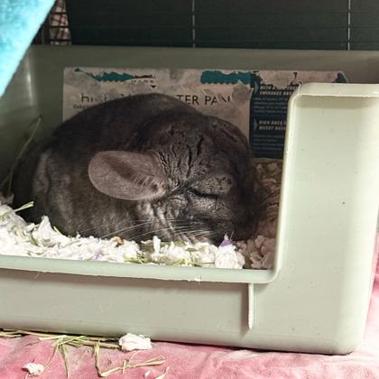 Bruce, a Adoptable Chinchilla in Madison, WI image 3/3