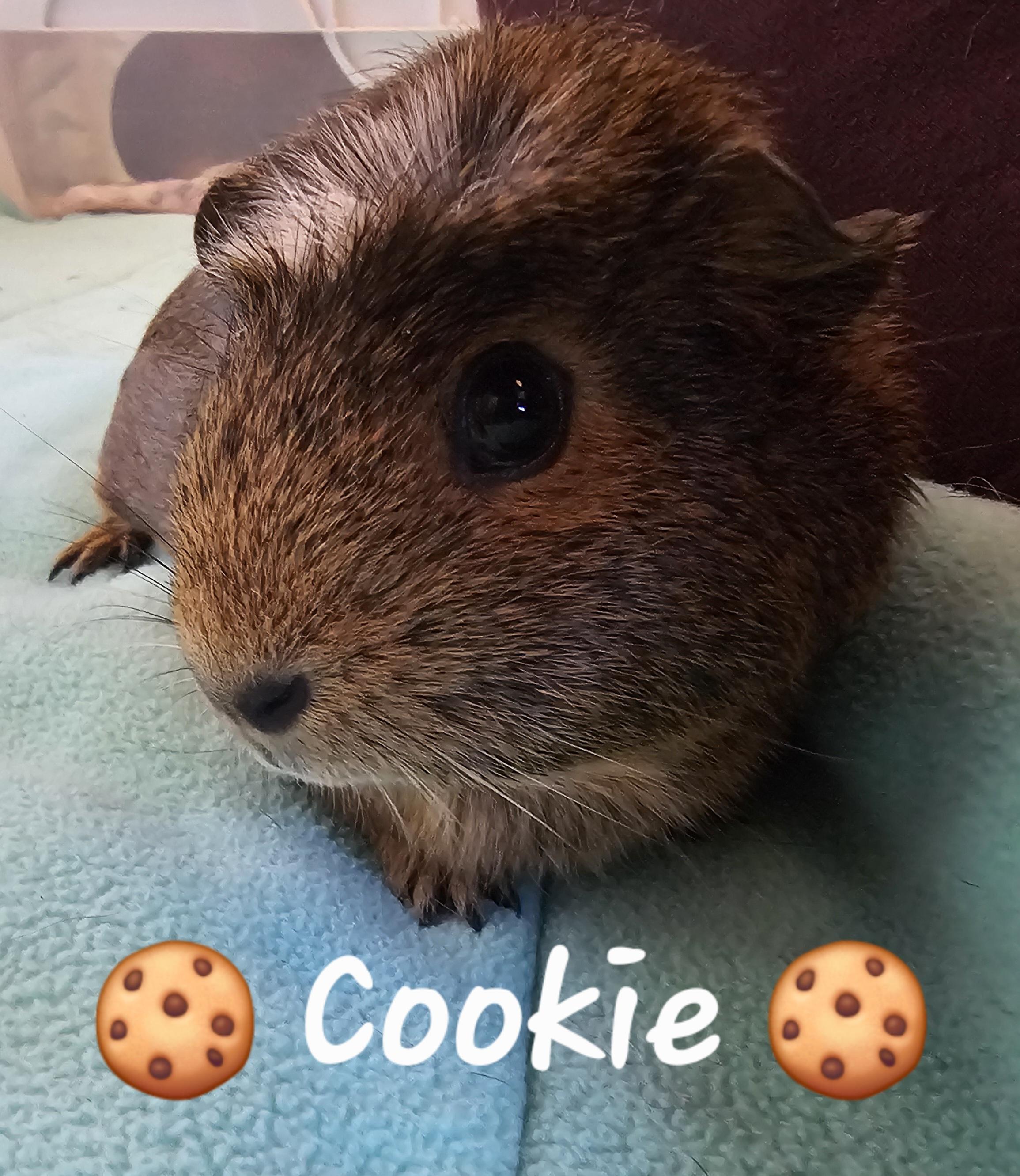 Enlarge Cookie, Cocoa and Mochi, a ADOPTABLE Short-Haired in Wellington, CO image 2/5