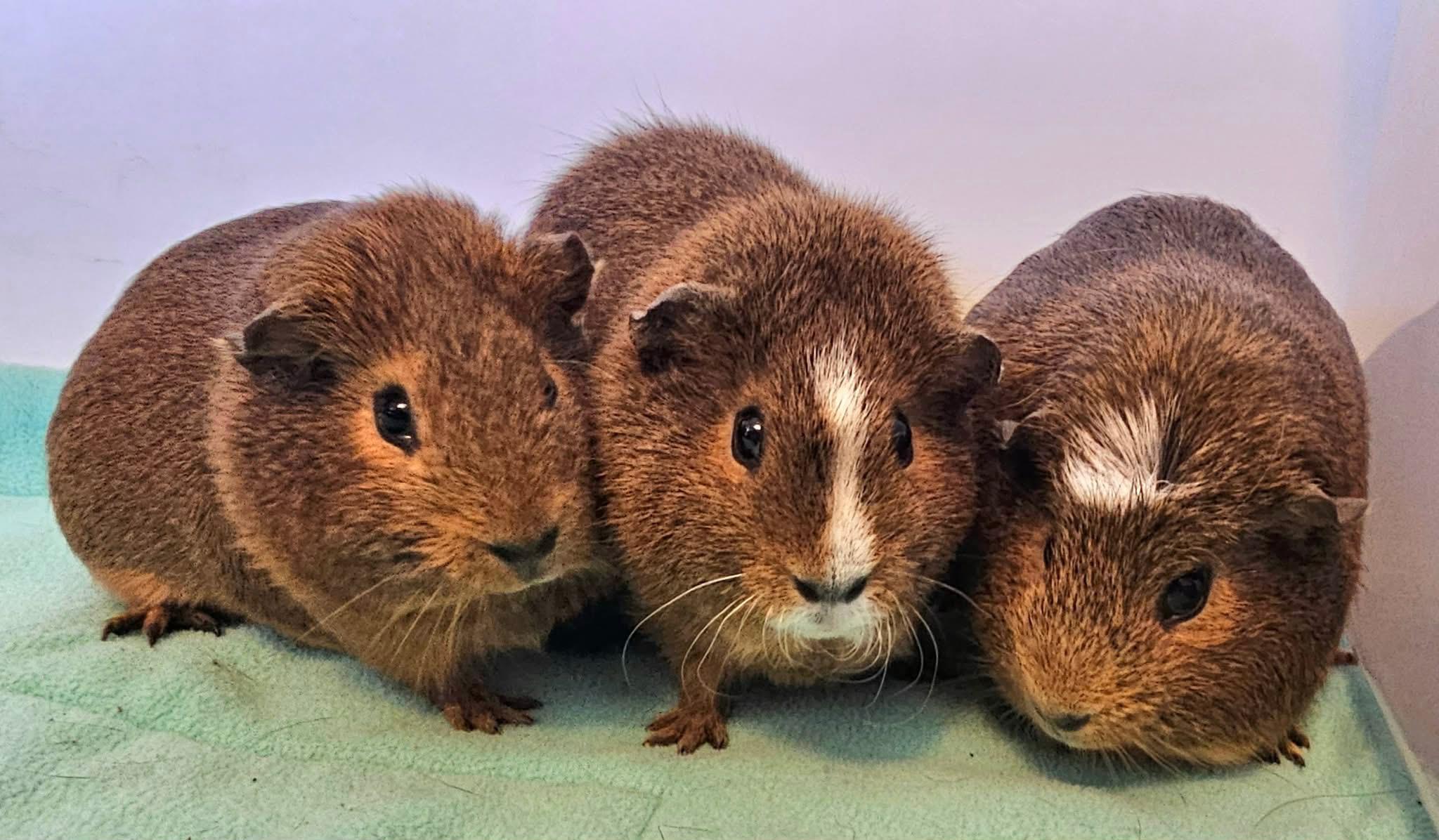 Enlarge Cookie, Cocoa and Mochi, a ADOPTABLE Short-Haired in Wellington, CO image 1/1