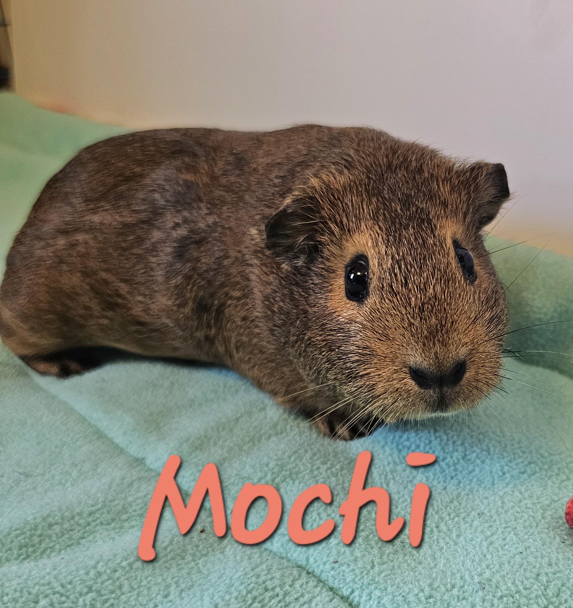 Enlarge Cookie, Cocoa and Mochi, a ADOPTABLE Short-Haired in Wellington, CO image 4/5