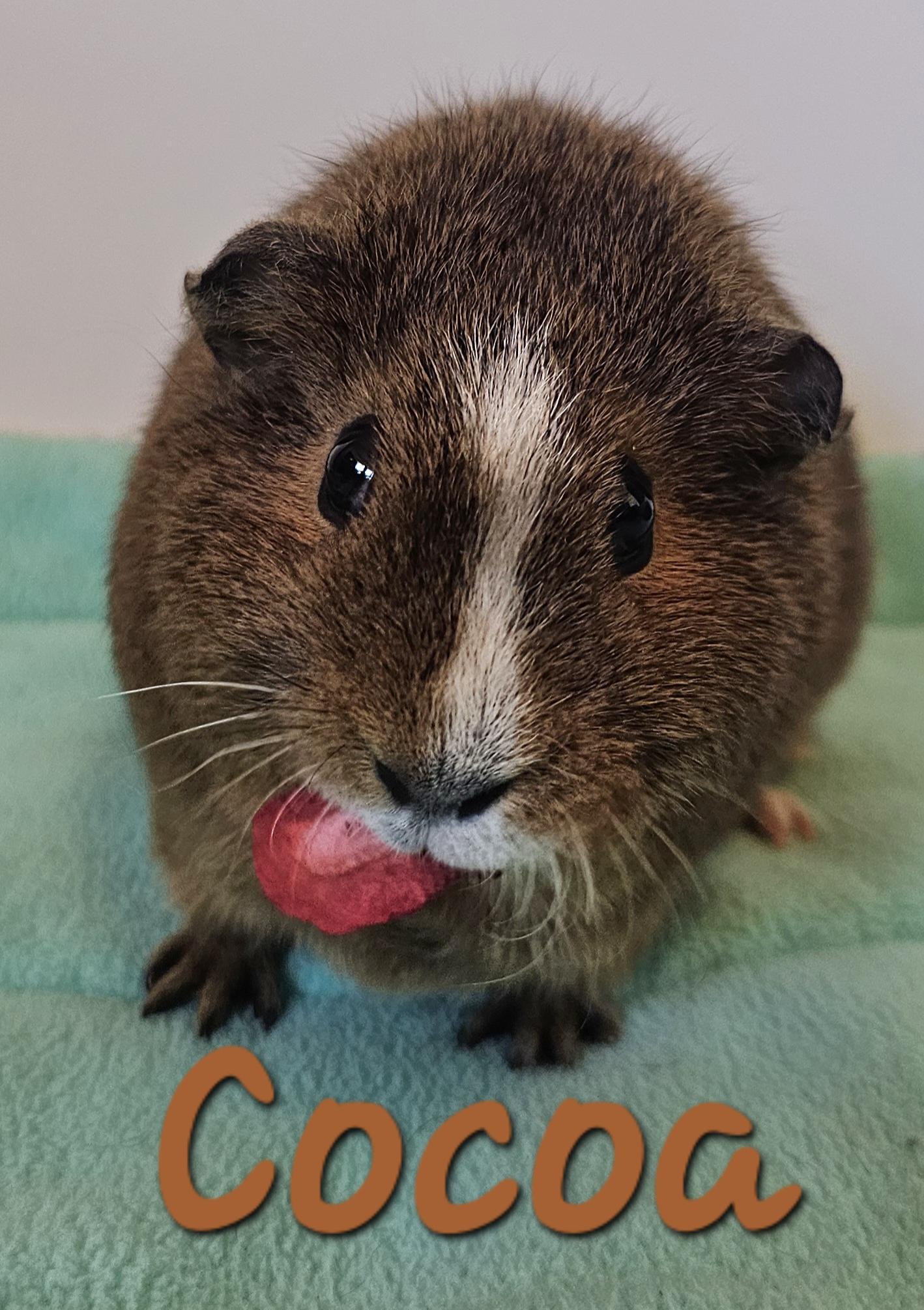 Enlarge Cookie, Cocoa and Mochi, a ADOPTABLE Short-Haired in Wellington, CO image 3/5