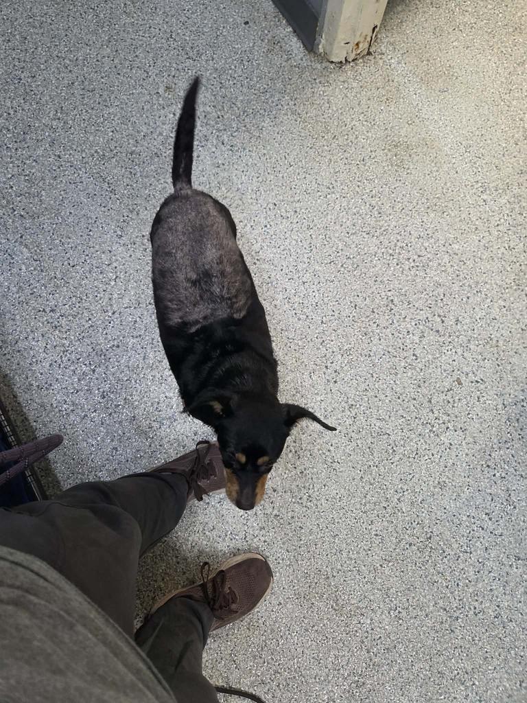 Sassy, Adoptable, Adult Female Chihuahua.