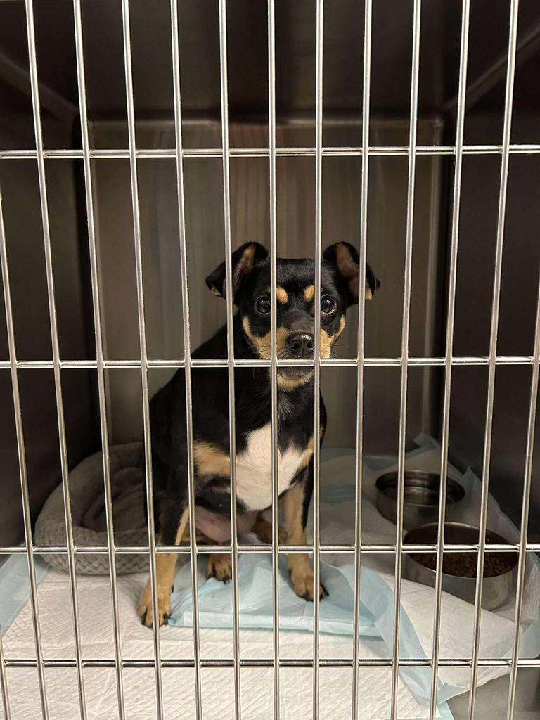 Enlarge Sassy, a Adopted Chihuahua in Livingston, LA image 2/4