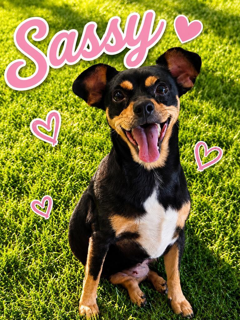 Enlarge Sassy, a Adopted Chihuahua in Livingston, LA image 3/4