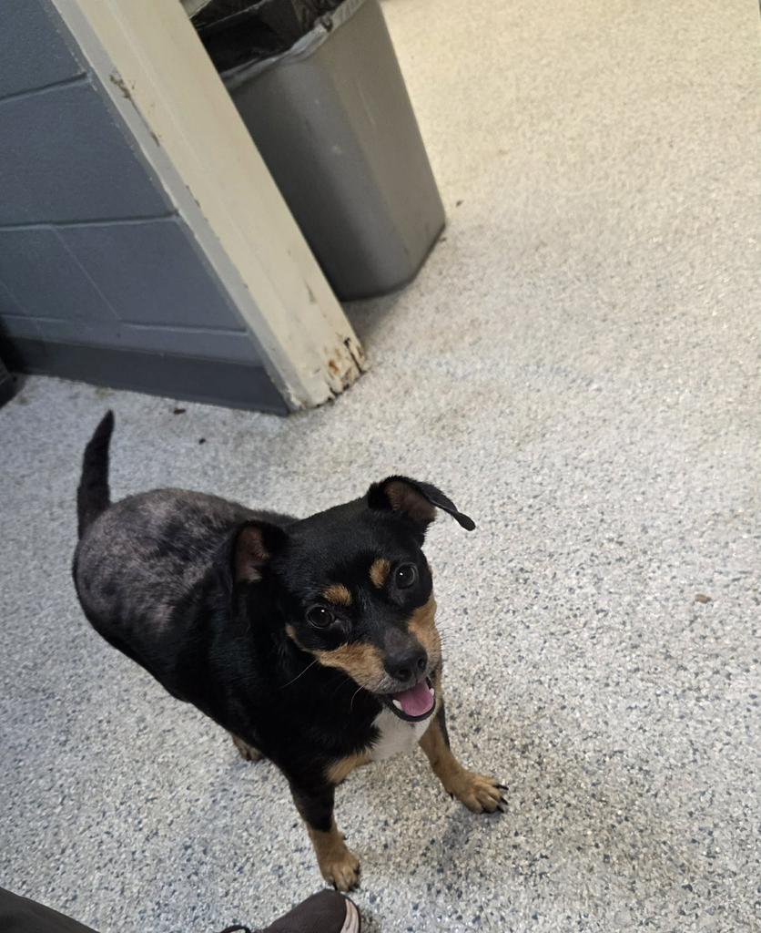 Enlarge Sassy, a Adopted Chihuahua in Livingston, LA image 4/4