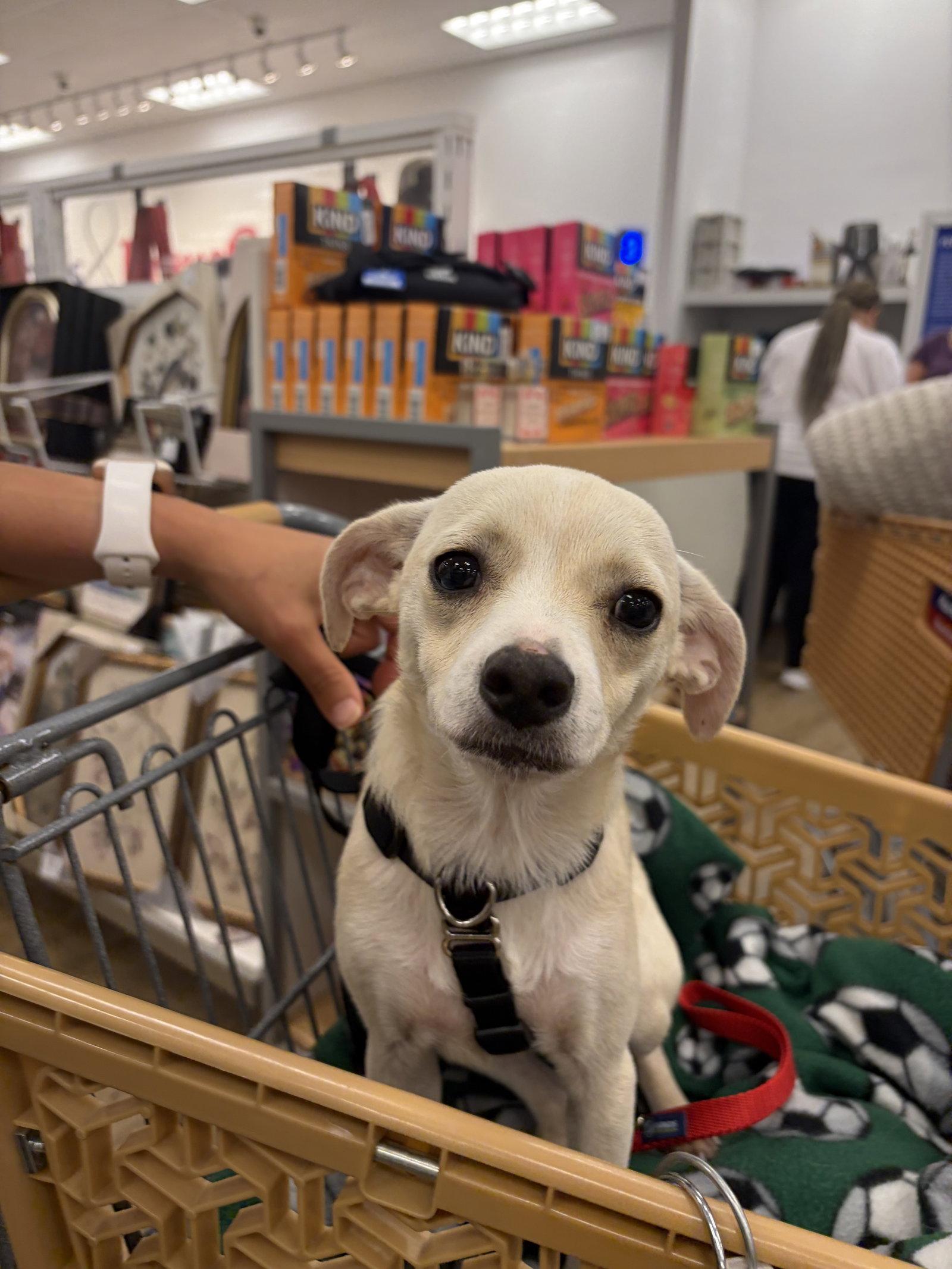 Enlarge CreamPuff Chi3 *LOCAL*, a Adoptable Chihuahua in Wakefield, RI image 2/3
