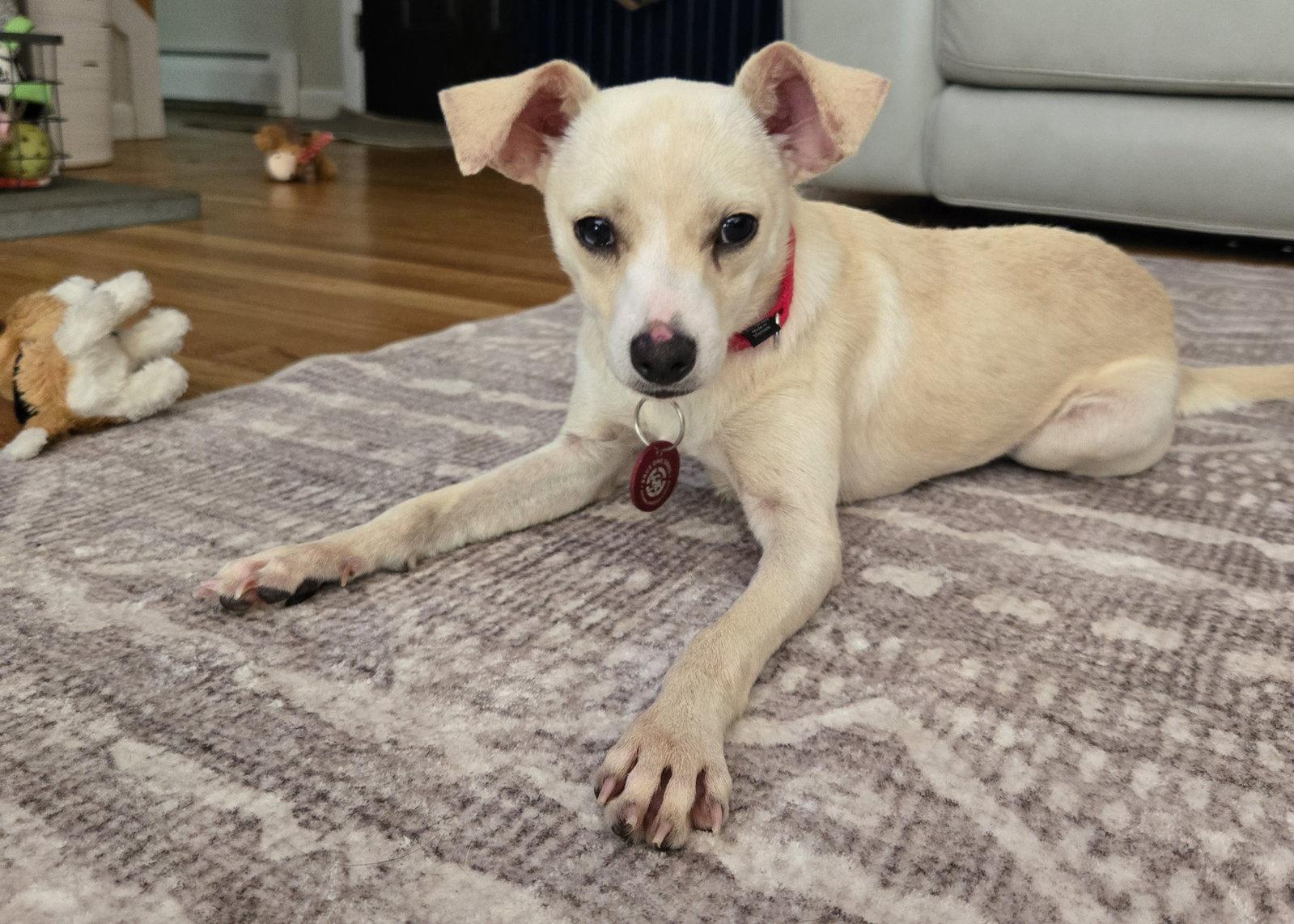 Enlarge CreamPuff Chi3 *LOCAL*, a Adoptable Chihuahua in Wakefield, RI image 3/3