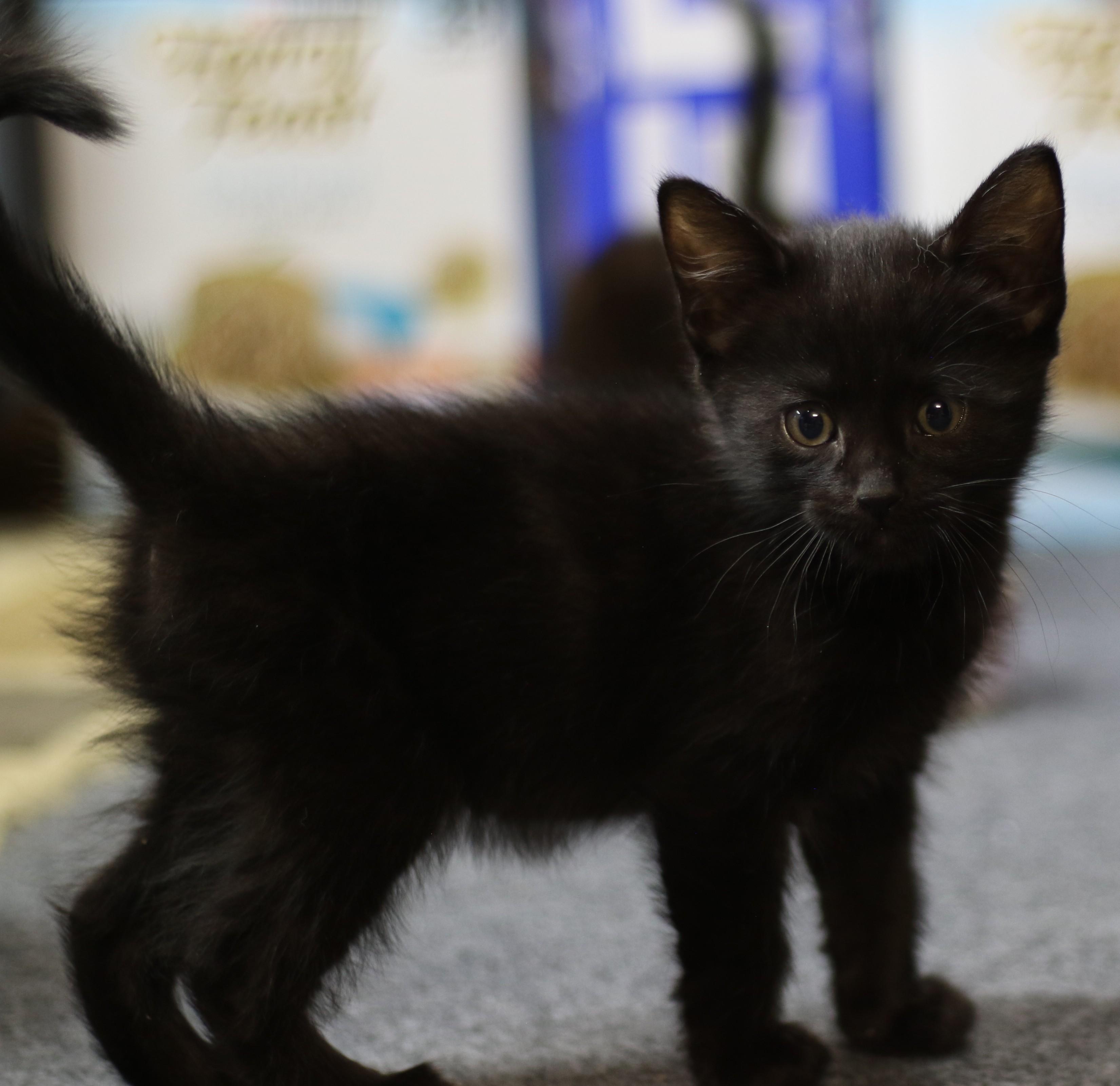 Benjamin, an adoptable Domestic Short Hair in Cut Bank, MT, 59427 | Photo Image 1