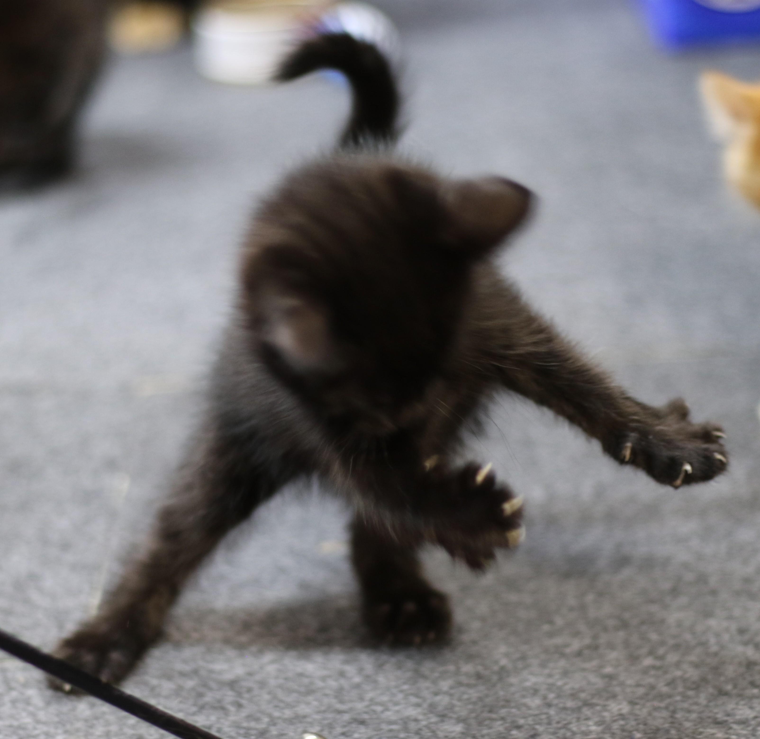 Benjamin, an adoptable Domestic Short Hair in Cut Bank, MT, 59427 | Photo Image 4