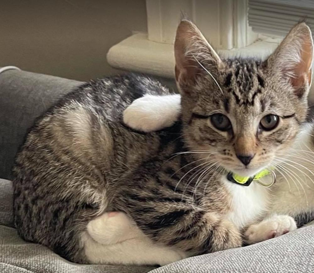 Dixie, Adoptable, Adult Female Domestic Short Hair.