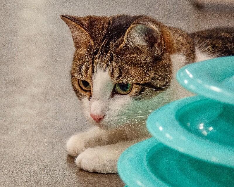Sandy, Adoptable, Adult Female Domestic Short Hair.
