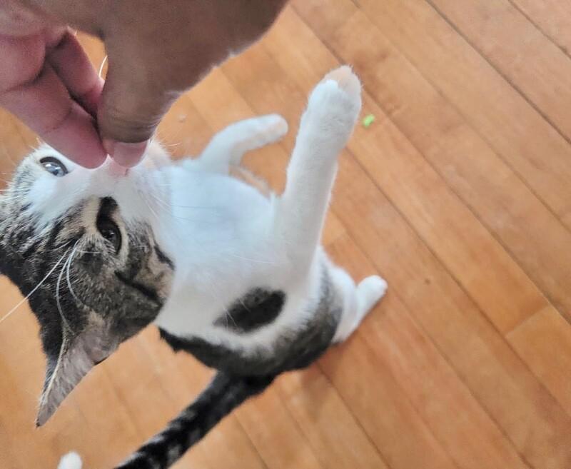 Sandy, Adoptable, Adult Female Domestic Short Hair.