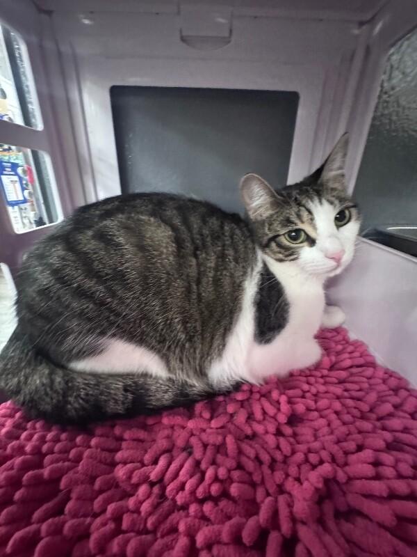 Sandy, a Adoptable Domestic Short Hair in North Babylon, NY image 3/3