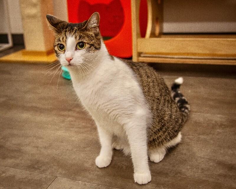 Enlarge Sandy, a Adoptable Domestic Short Hair in North Babylon, NY image 4/6