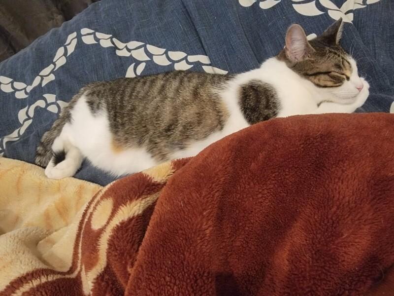 Enlarge Sandy, a Adoptable Domestic Short Hair in North Babylon, NY image 3/4