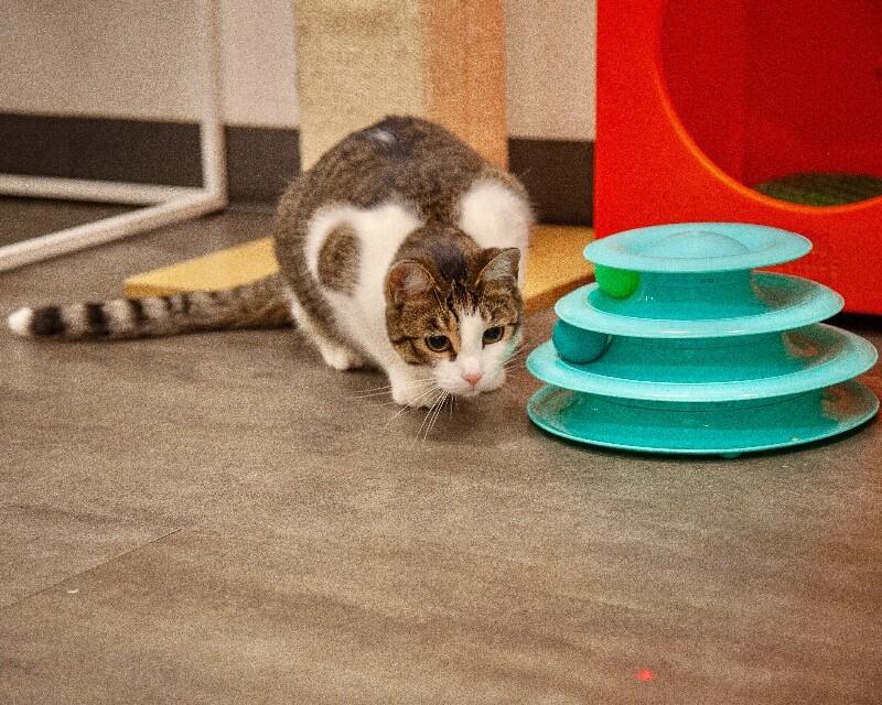 Enlarge Sandy, a Adoptable Domestic Short Hair in North Babylon, NY image 5/6