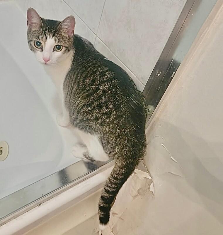 Enlarge Sandy, a Adoptable Domestic Short Hair in North Babylon, NY image 4/4