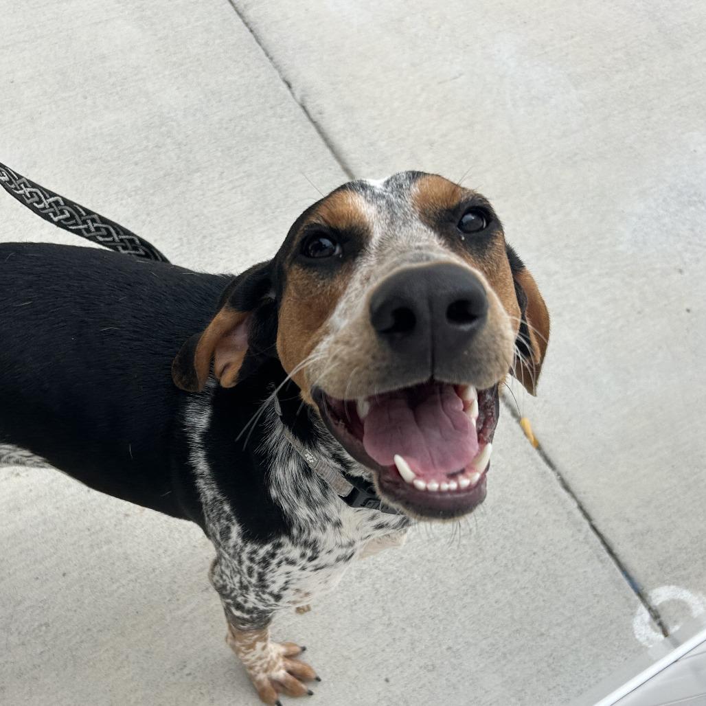 Trixie, Adoptable, Young Female Hound.