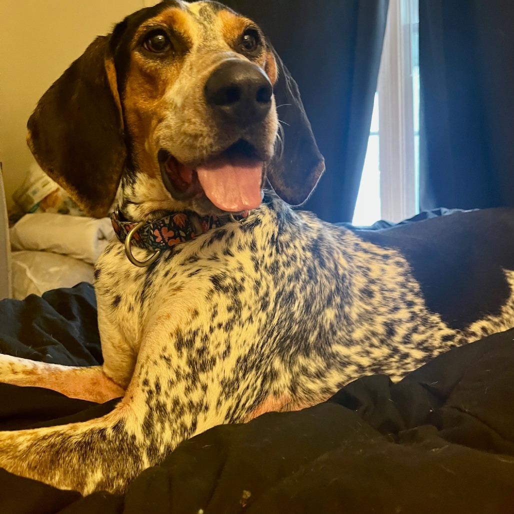 Trixie, a Adoptable Hound in Harrisonburg, VA image 2/6