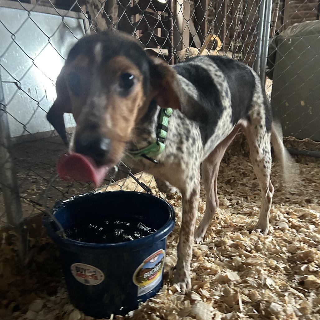 Trixie, a Adoptable Hound in Harrisonburg, VA image 2/6