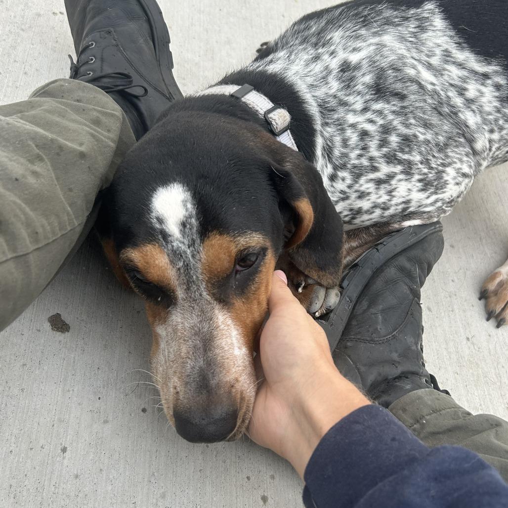 Trixie, a Adoptable Hound in Harrisonburg, VA image 3/6