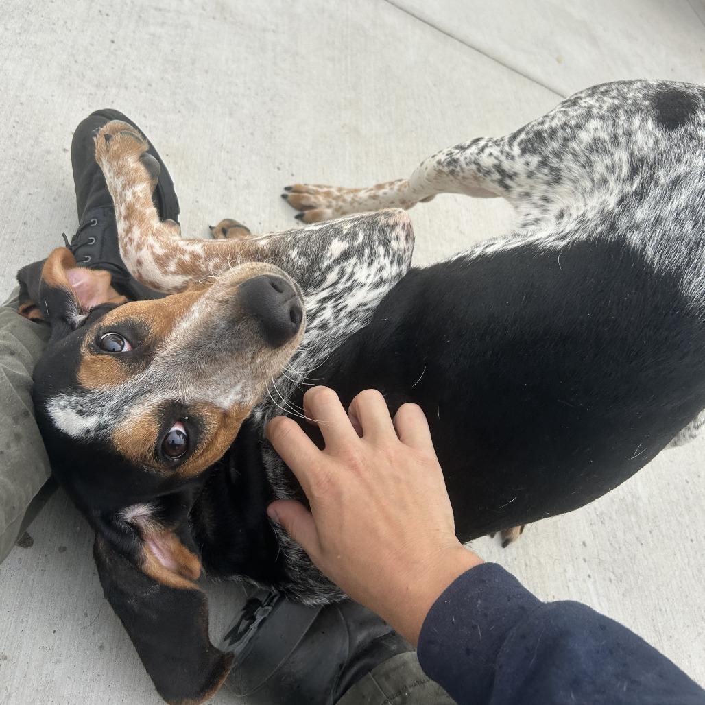 Trixie, a Adoptable Hound in Harrisonburg, VA image 4/6