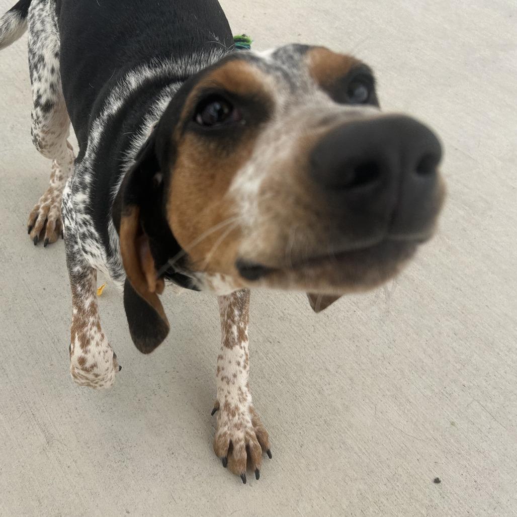 Trixie, a Adoptable Hound in Harrisonburg, VA image 5/6