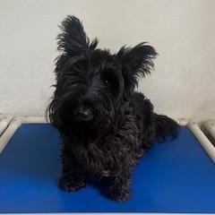 Mercy, Young Female Scottish Terrier