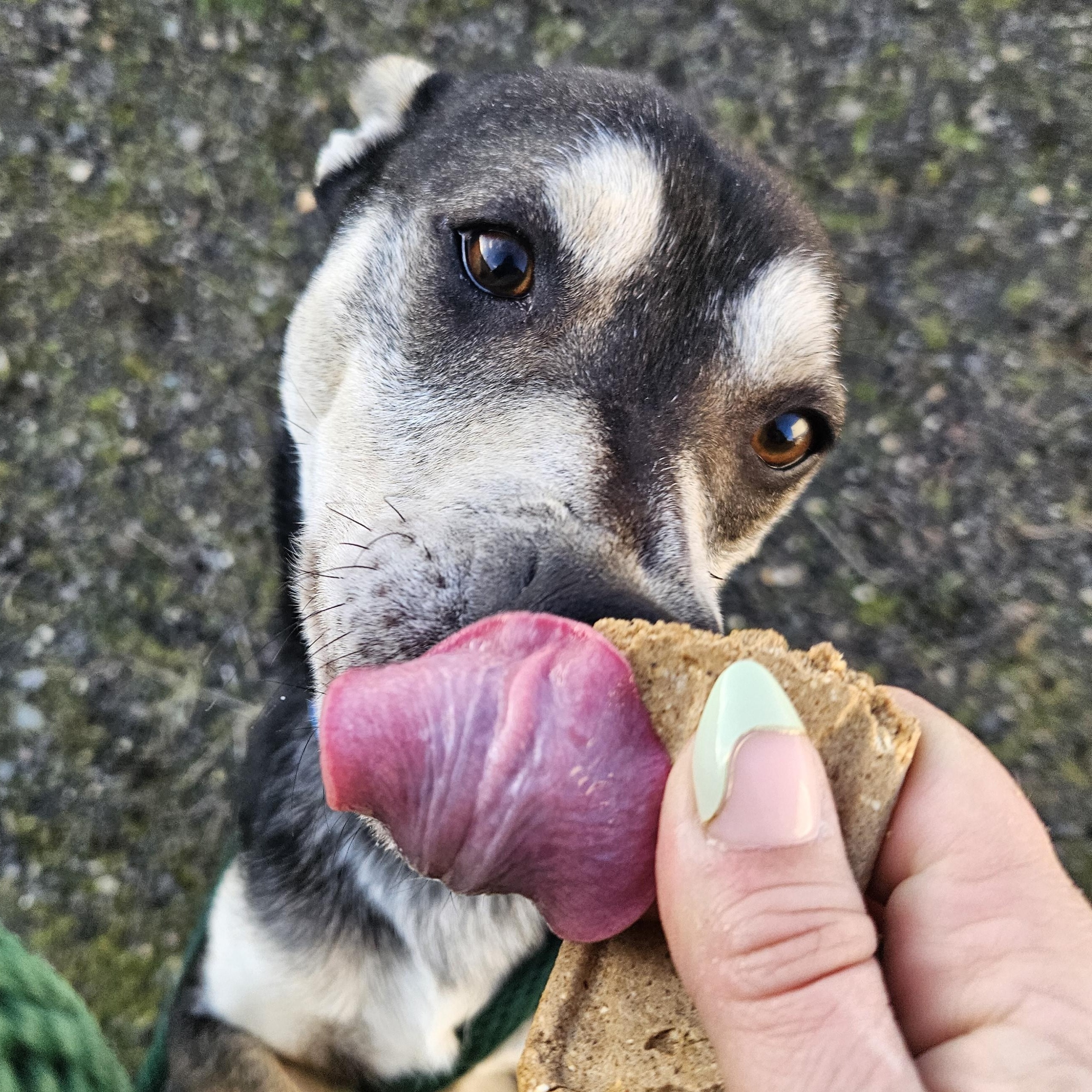 Enlarge Woodstock, a ADOPTABLE mixed breed in The Dalles, OR image 2/4