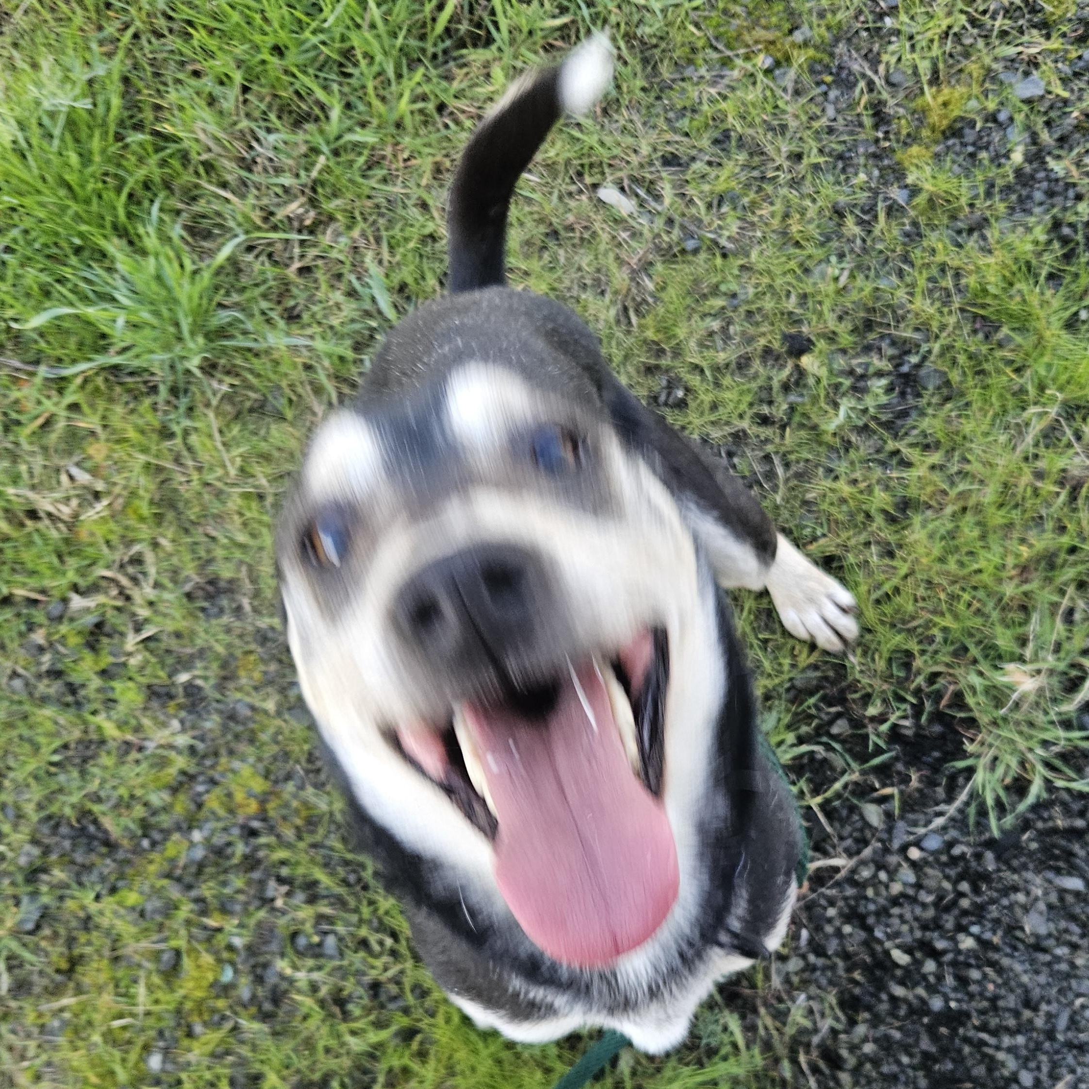 Enlarge Woodstock, a ADOPTABLE mixed breed in The Dalles, OR image 3/4