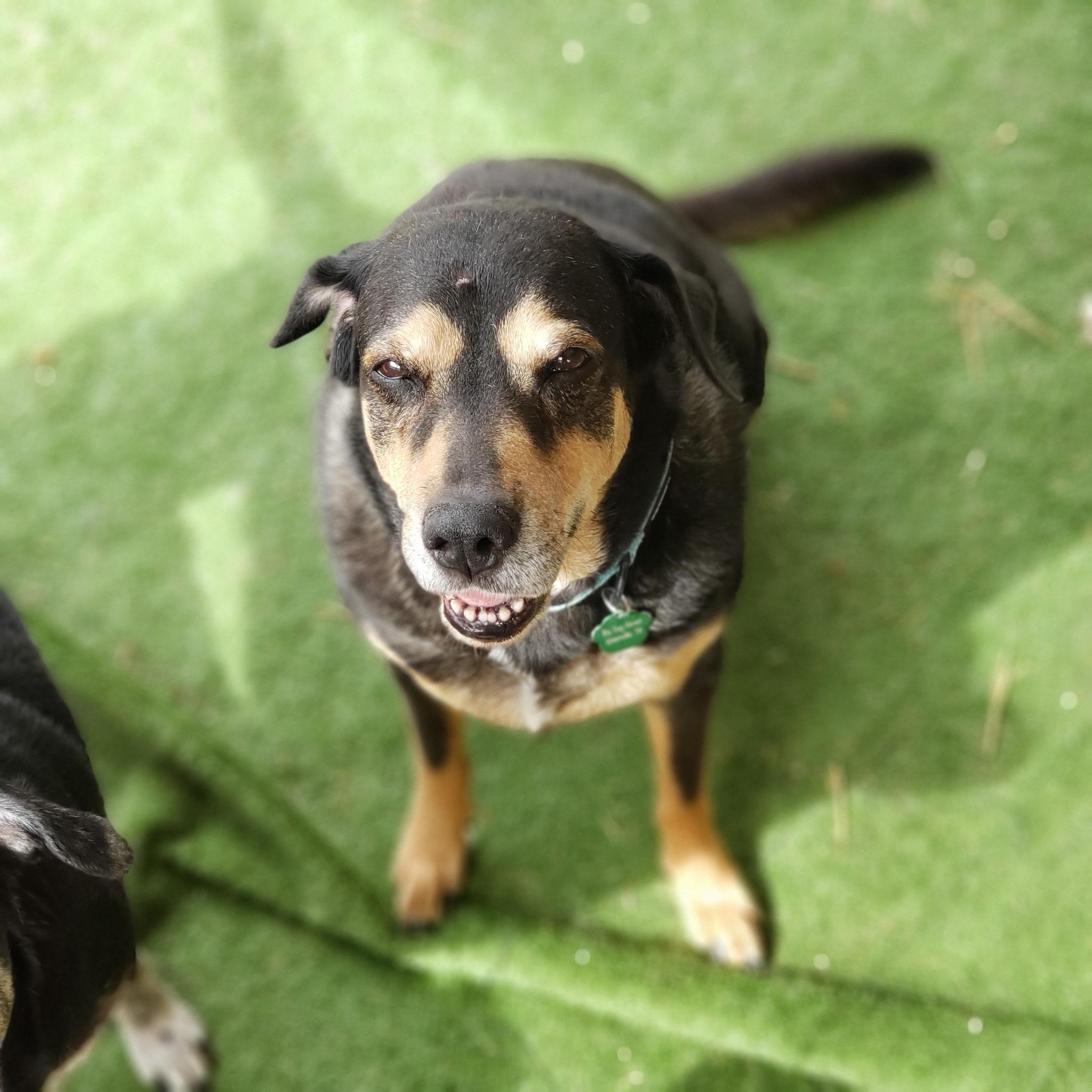 Enlarge Athena, a Adoptable Rottweiler in Greeneville , TN image 1/5