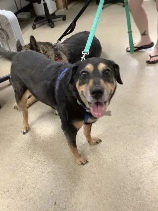 Enlarge Athena, a Adoptable Rottweiler in Greeneville , TN image 2/5