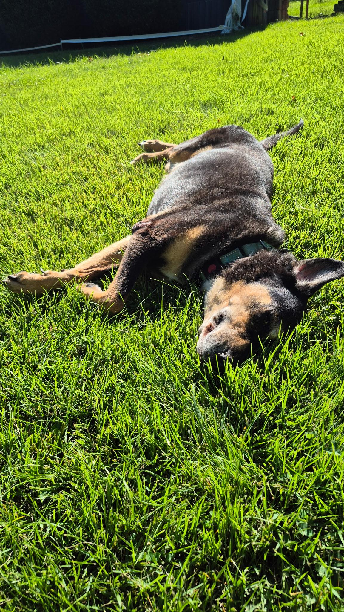 Enlarge Athena, a Adoptable Rottweiler in Greeneville , TN image 4/5