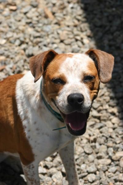 Enlarge Alani, a ADOPTABLE Mixed Breed in Rutherfordton, NC image 2/6