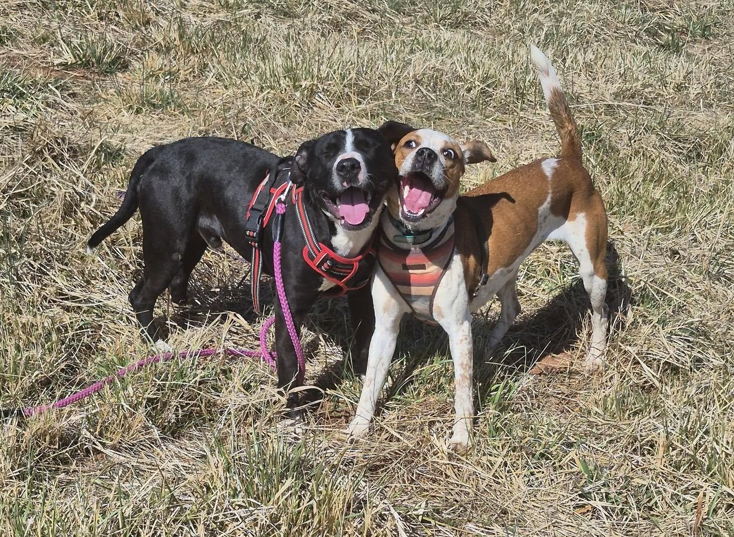 Enlarge Alani, a ADOPTABLE Mixed Breed in Rutherfordton, NC image 4/5