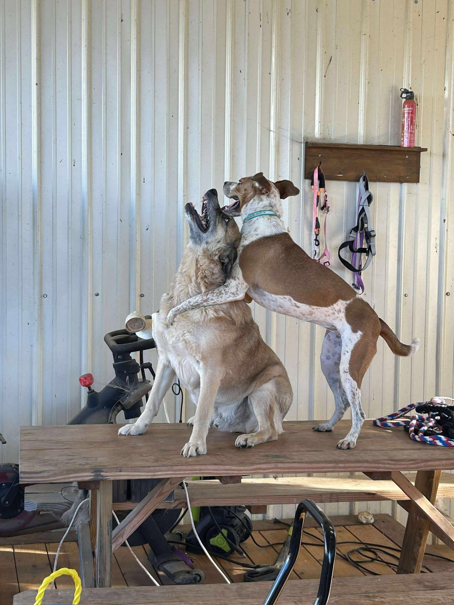 Enlarge Alani, a ADOPTABLE Mixed Breed in Rutherfordton, NC image 3/5