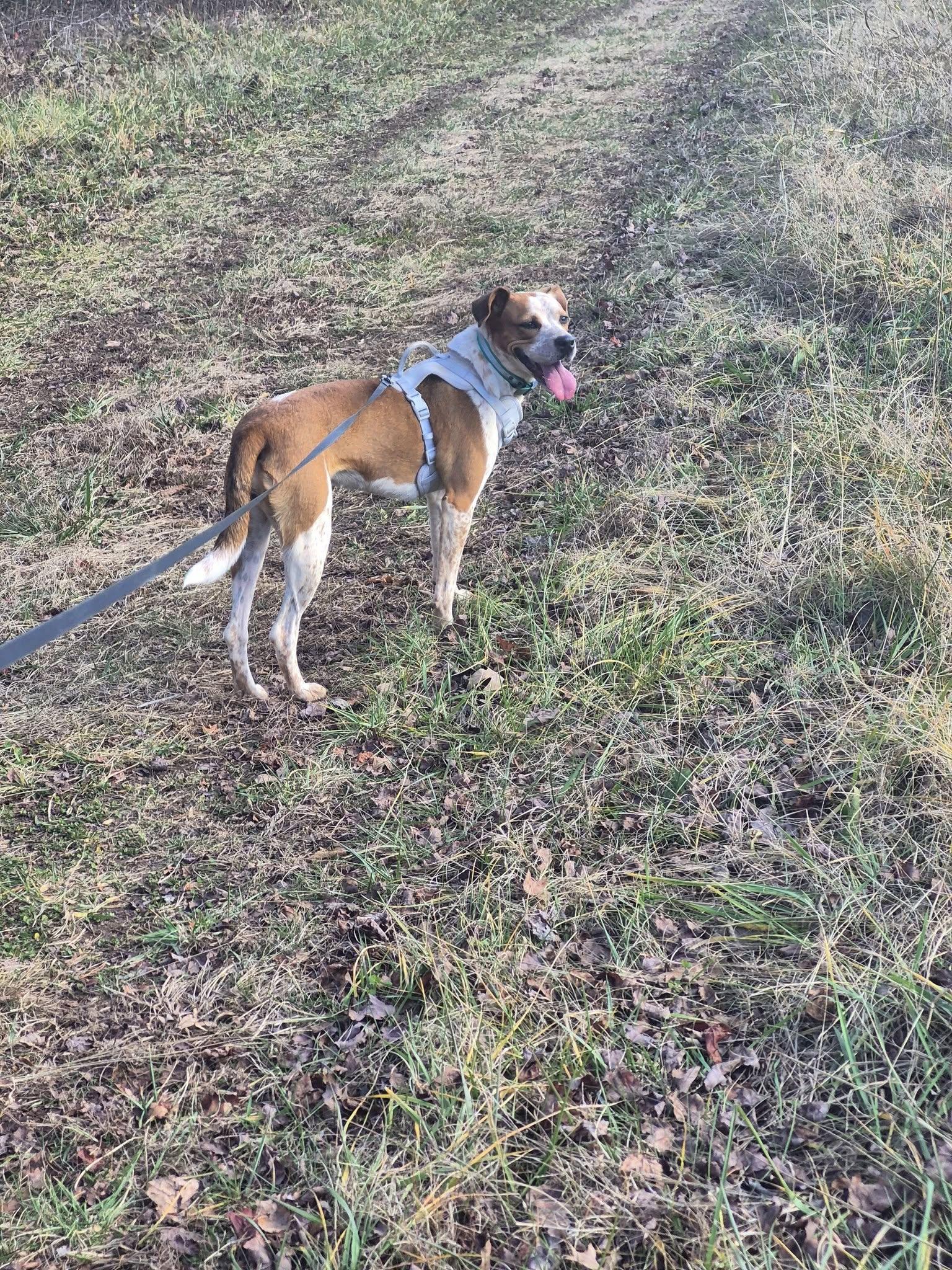 Enlarge Alani, a ADOPTABLE Mixed Breed in Rutherfordton, NC image 5/5