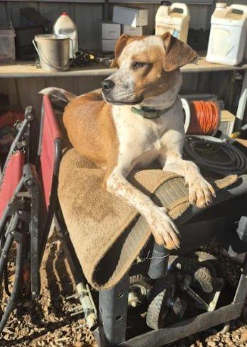 Alani, ADOPTABLE, Young Female Mixed Breed.