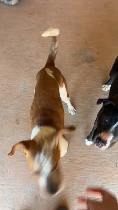 Enlarge Alani, a ADOPTABLE Mixed Breed in Rutherfordton, NC video 6/6