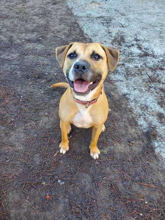Enlarge Bubbles (In Foster), a Adoptable mixed breed in New Orleans, LA image 1/6