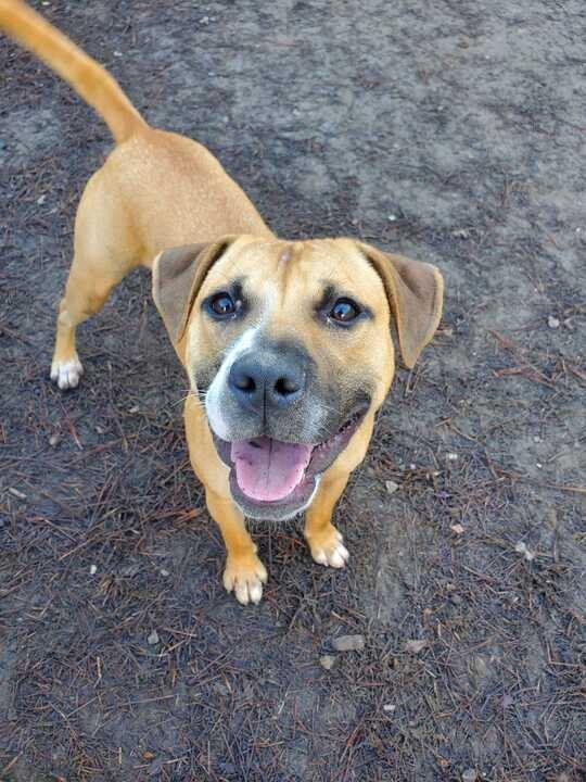 Enlarge Bubbles (In Foster), a Adoptable mixed breed in New Orleans, LA image 2/6