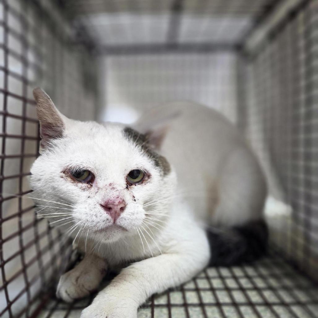 Enlarge Window Pane, a Adoptable Domestic Short Hair in Windsor, VA image 1/1