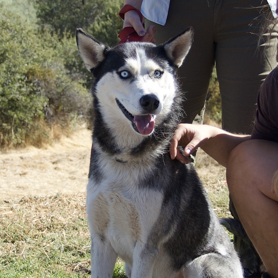 Dog for adoption Burns, a Siberian Husky in Grass Valley, CA Petfinder